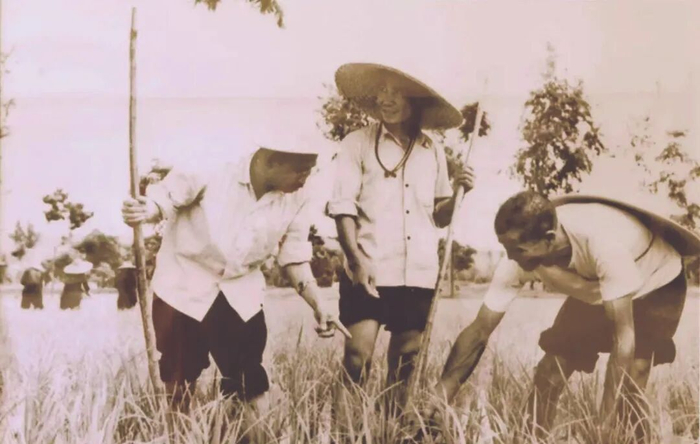 1959年，柳青在皇甫村了解稻子生产情况 图源：“文艺报1949”微信公众号