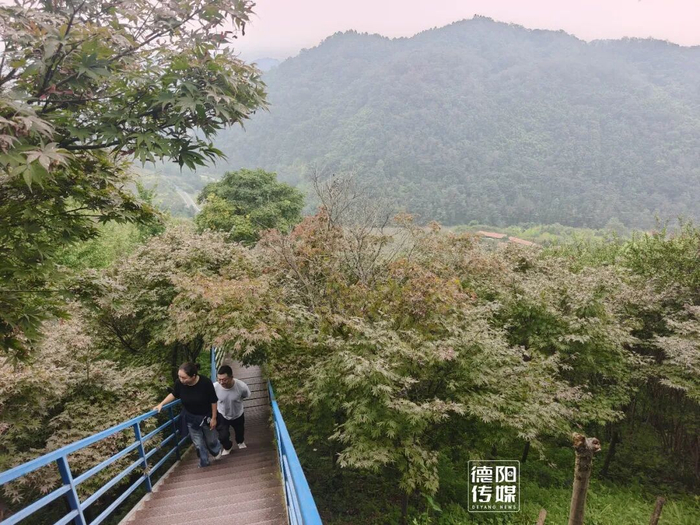 游客登高赏红枫。