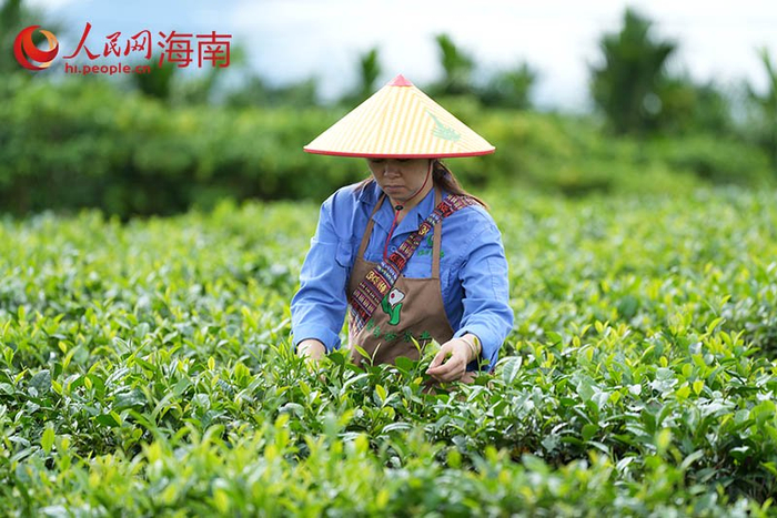 工人正在生态茶园里采茶。 人民网记者 孟凡盛摄