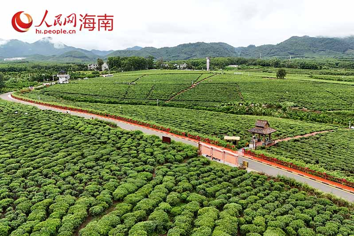 航拍白沙生态茶园。 人民网记者 符武平摄