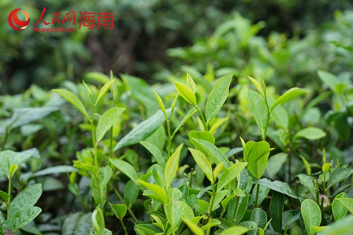 茶树的芽尖。 人民网记者 孟凡盛摄