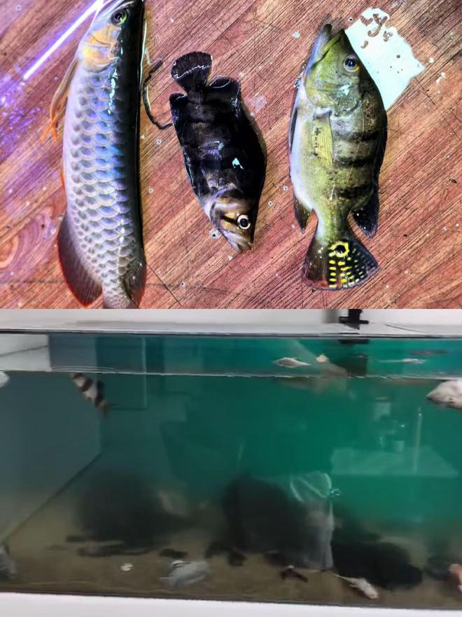 因智能插排断电而死亡的观赏鱼 图源：鱼友供图