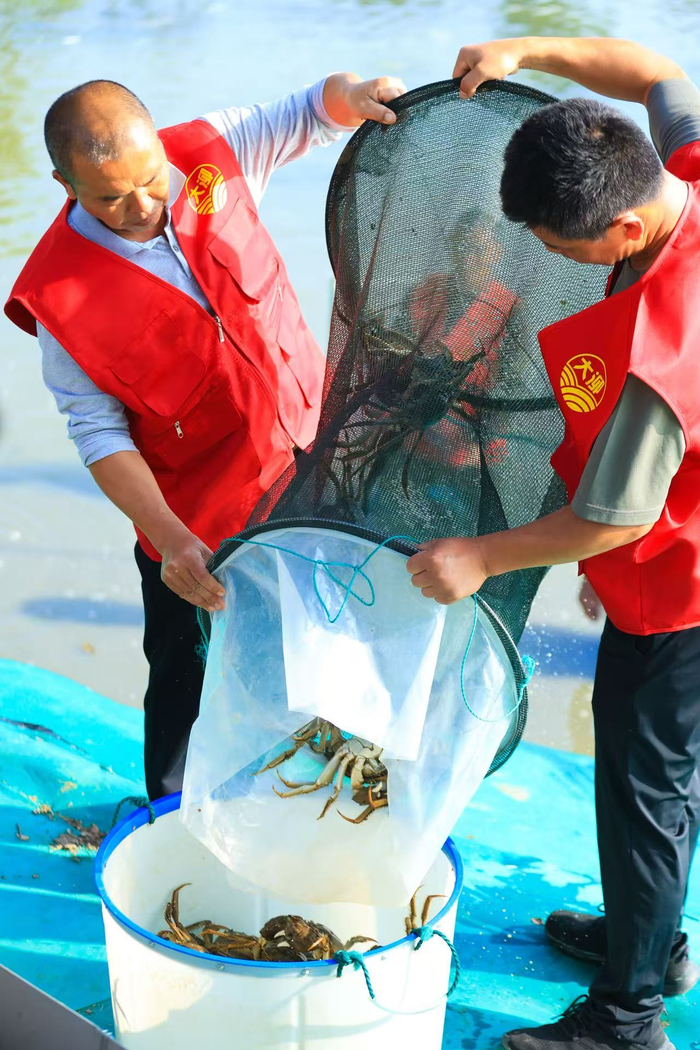 上海松江养殖户正在捕捞大闸蟹。受访者供图