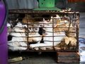黑猫肉价格最高！越南12人团伙盗卖2700只猫用来“吃”