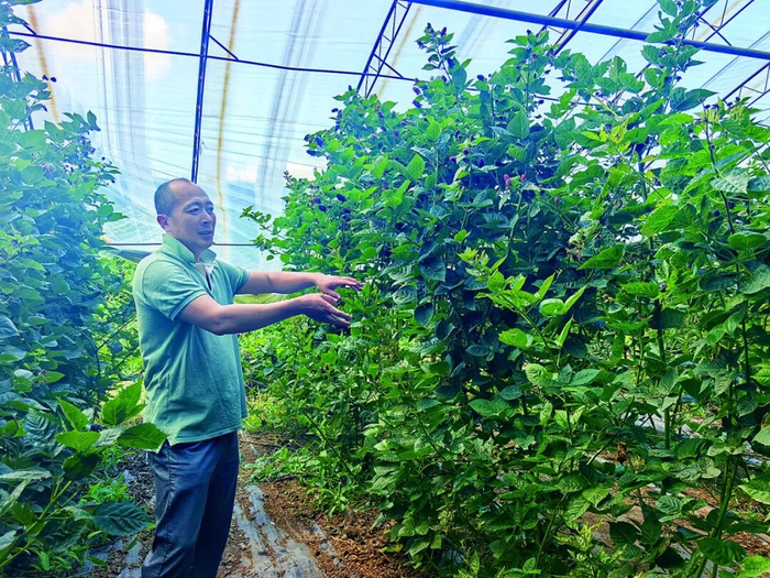 图为门伟伟向记者介绍浆果种植情况。 刘俊琪摄