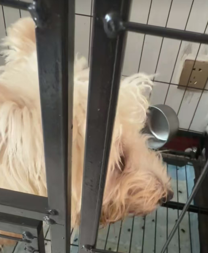 小狗状态不佳。图/消费者提供