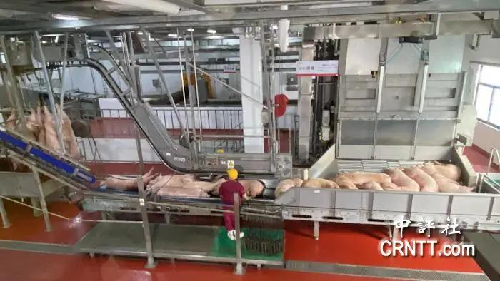 双汇屠宰生产线。图源：中评社