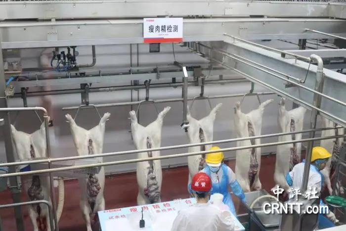 双汇车间内的瘦肉精检测台，图源：中评社