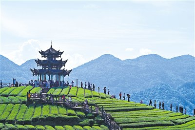 游客在恩施州宣恩县贡茶文化旅游区的茶山上观景游玩。宋文摄