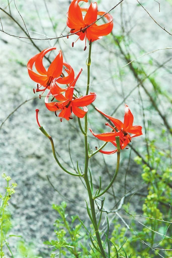     金昌市野生植物山丹。本文图片均由金昌市林草局提供