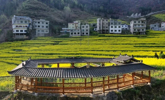 白石溪村的油菜花