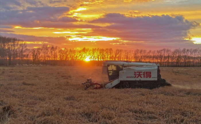   10月13日，在北大荒集团黑龙江绥滨农场有限公司智远管理区，农机手驾驶农机抢收水稻（无人机照片）。 新华社发（李兴摄）