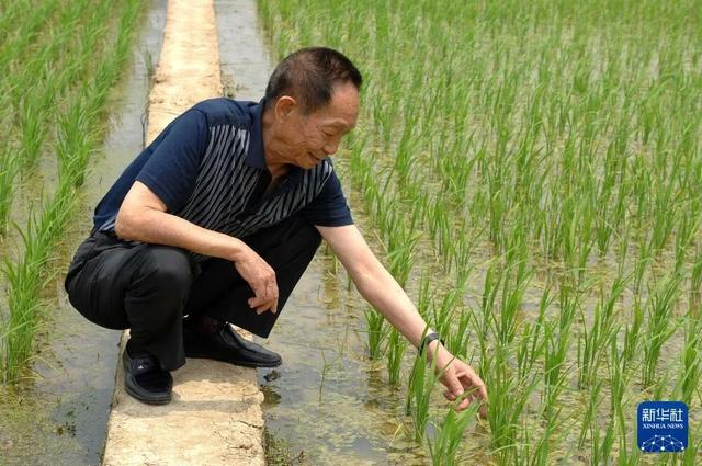 2007年5月10日，袁隆平在实验田观察水稻长势。 新华社记者 赵仲志 摄