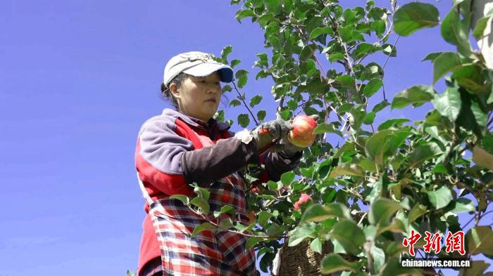 图为果农正在采摘苹果。谢正民 摄