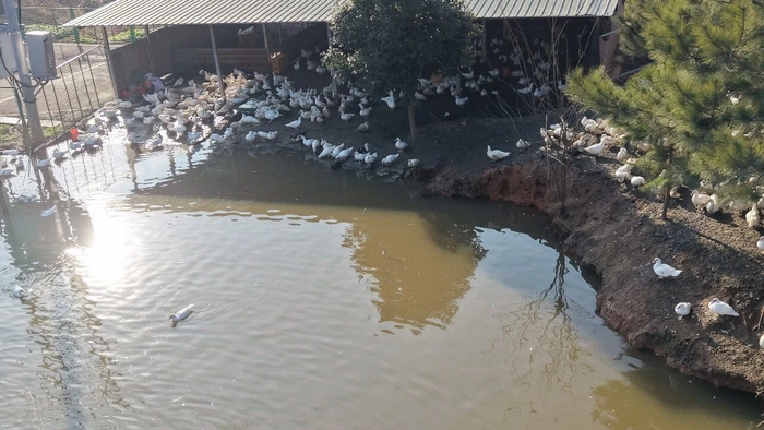 ▲散养屯鸟在水边嬉戏