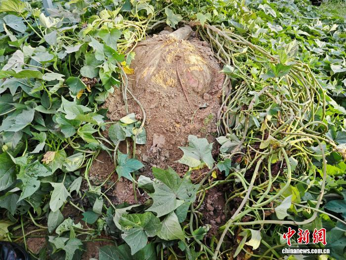 图为通许县产的高淀粉大红薯。　张楠 摄