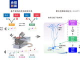 大脑神经元有精密分工 我国科学家破解大脑灵活决策底层奥秘