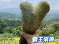 高半米、重超2公斤！新型巨无霸菌子被发现，网友好奇：能吃吗？