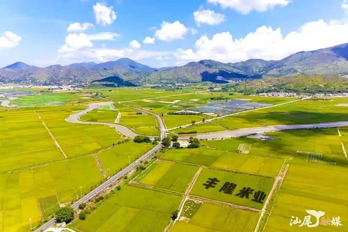 海丰县赤坑镇丝苗米种植基地。