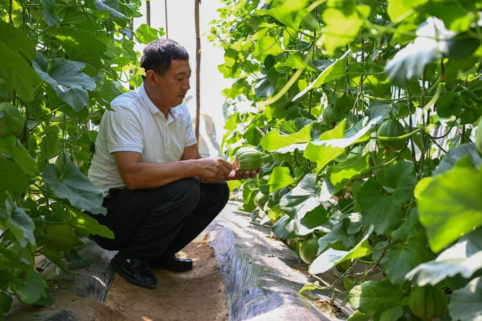 陕西吴起县金佛坪村马湾组村民在自家大棚观察香瓜长势（9月2日摄）。新华社记者邹竞一 摄
