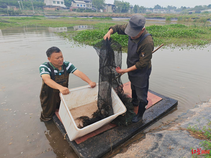  ▲陈波正在捕捞大闸蟹