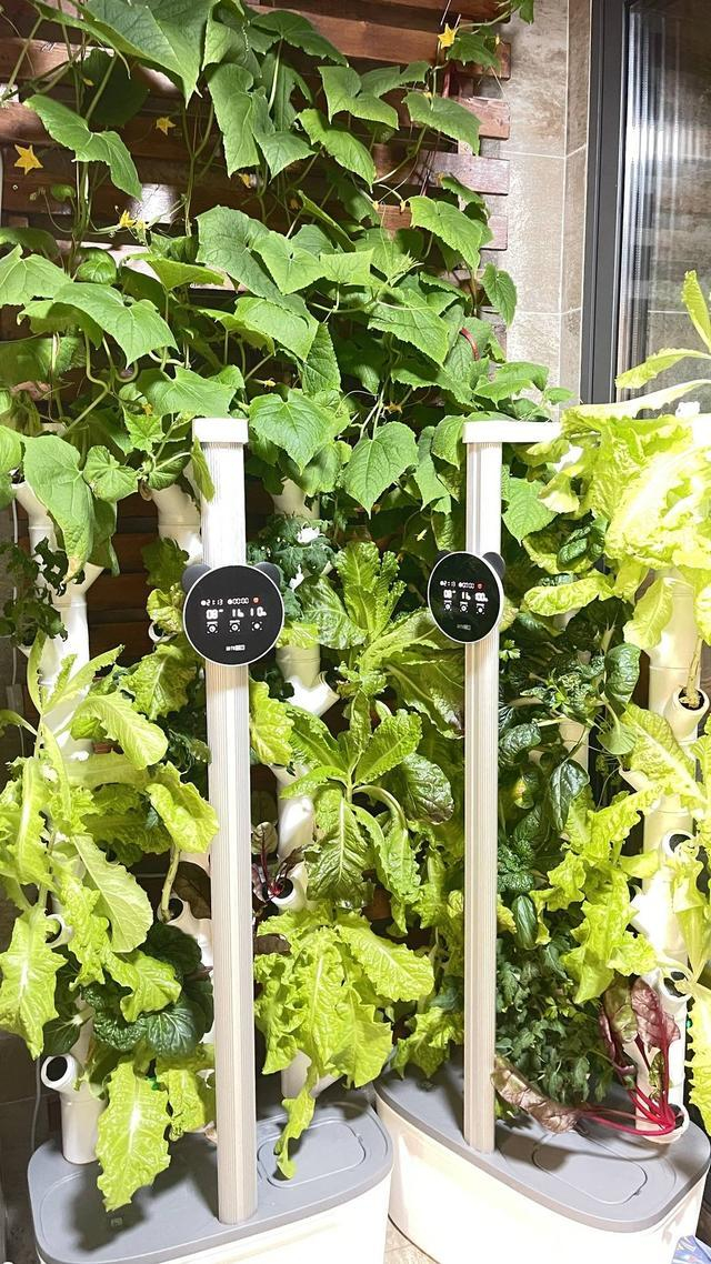 植物公寓产品图（四川宗棠科技有限公司供图）