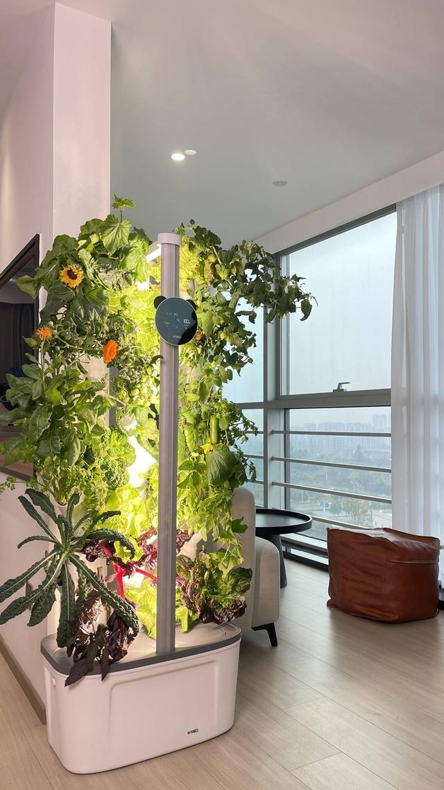 植物公寓产品图（四川宗棠科技有限公司供图）