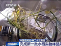 太空水稻再繁育！神二十三乘组完成新一批样品采集播种