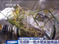 太空水稻再繁育！神二十三乘组完成新一批样品采集播种