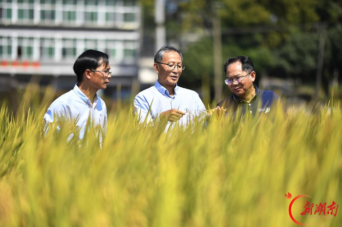 10月10日，湖南杂交水稻研究中心研究员邓华凤（左二）带领科研人员在田间调研。 湖南日报全媒体记者 童迪 摄