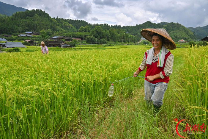 2025年7月24日，洪江市熟坪乡花园村，村民“赶花”授粉作业。湖南日报全媒体记者 郭立亮 通讯员 杨锡建 摄
