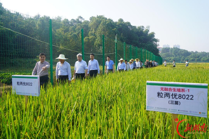 10月11日，“一系法”杂交水稻现场观摩评议会在湖南生物育种基地举行。湖南日报全媒体记者 胡盼盼 摄