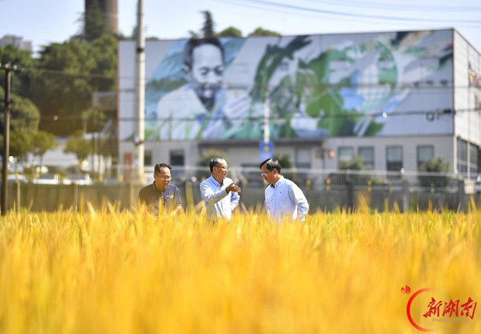 10月10日，湖南杂交水稻研究中心科研人员在田间调研。 湖南日报全媒体记者 童迪 摄