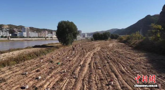 柳林县前东山村204亩紫薯基地迎来收获。柳林县融媒体中心供图