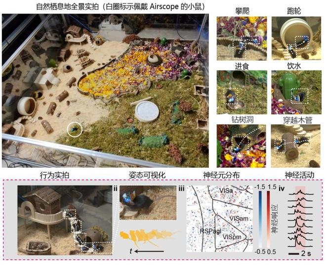 　　图为小鼠在自然化栖息地中行为与神经活动的同步记录。新华社发