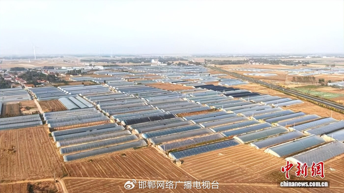 图为10月15日，航拍馆陶县黄瓜种植基地。（无人机照片）卢文彬 摄