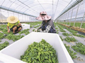 “野菜”采摘忙