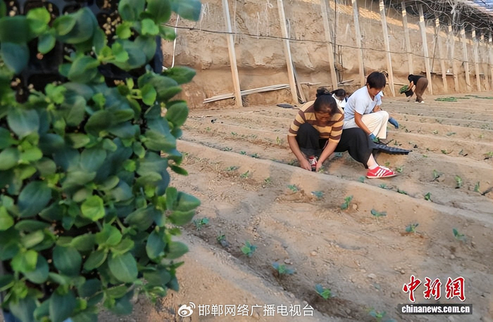 图为10月15日，馆陶县黄瓜种植户正在大棚内定植黄瓜苗。郭江鹏 摄