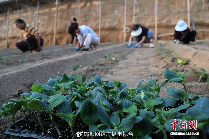 图为10月15日，馆陶县黄瓜种植户正在大棚内定植黄瓜苗。郭江鹏 摄