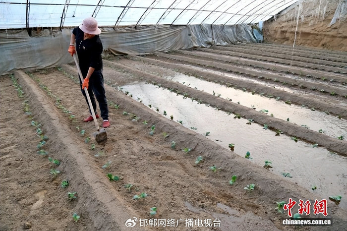 图为10月15日，馆陶县黄瓜种植户正在为定植好的黄瓜苗浇水。郭江鹏 摄