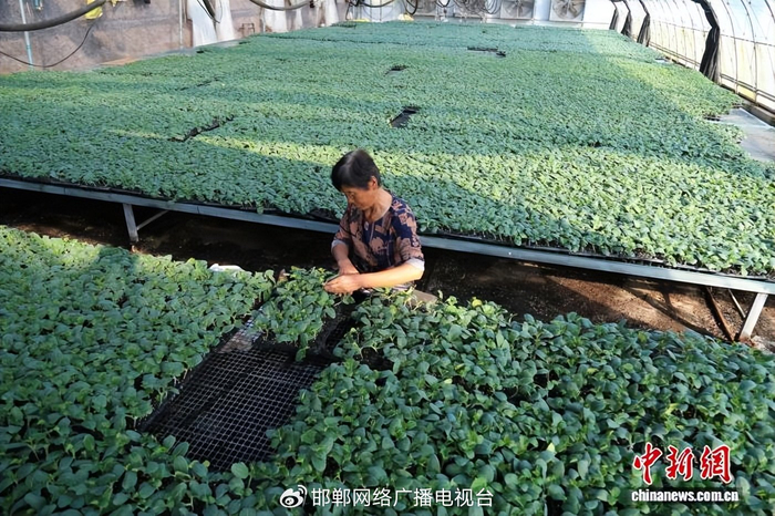 图为10月15日，馆陶县南徐村乡一黄瓜育苗基地，当地务工群众正在挑选黄瓜苗。郭江鹏 摄