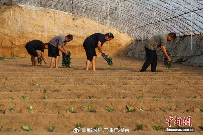 图为10月15日，馆陶县黄瓜种植户正在大棚内定植黄瓜苗。郭江鹏 摄