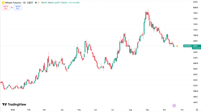 年初至今CBOT小麦期货价格日线图，来源：TradingView​