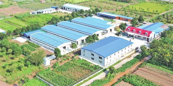 国家级地理标志和名特优新农产品—上海崇明白山羊。 郭旭晨 摄