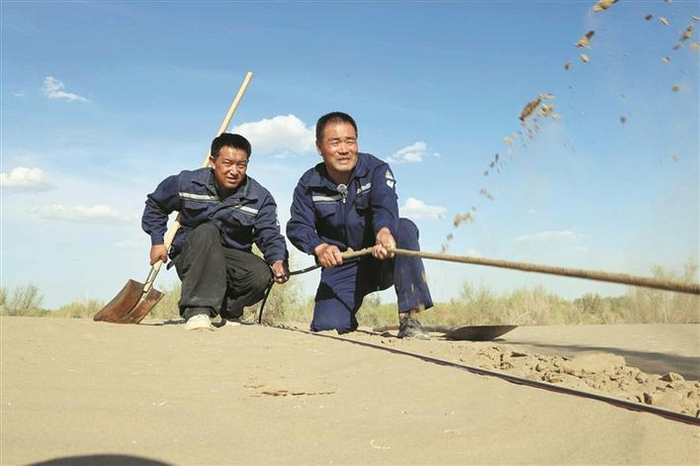     二师三十一团护林队队员王新武（右）调整被风沙掩埋的滴灌毛管的位置（摄于8月31日）。王云鹏  摄
