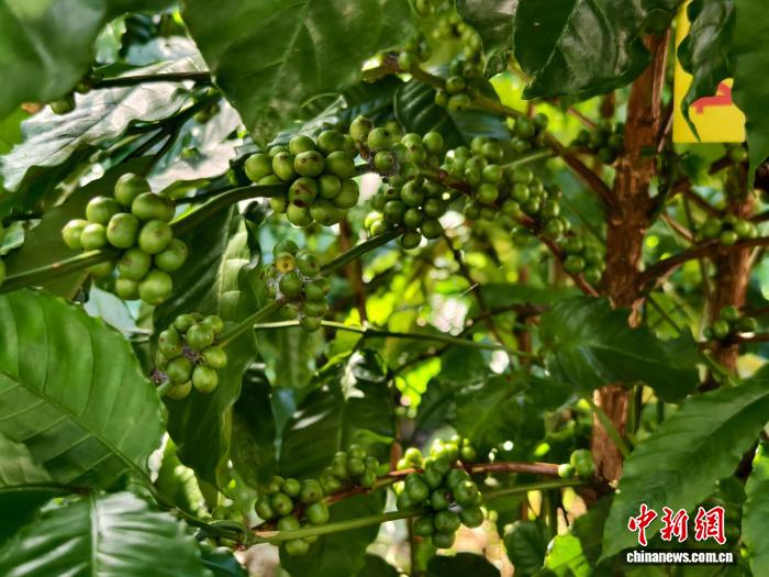10月21日，海南省万宁市兴隆咖啡产业园区内，咖啡树枝头结满青绿色的咖啡果。中新网记者 李梦 摄