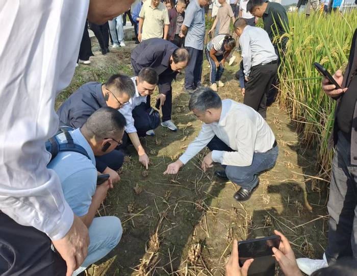 参会代表查看田间地膜降解情况