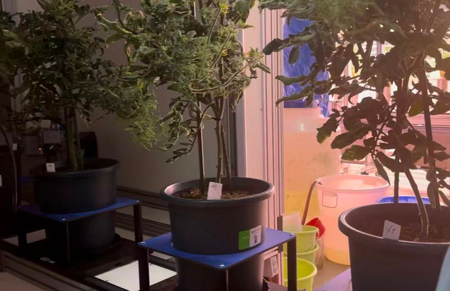 完成“体检”的盆栽植物 摄影/安然然