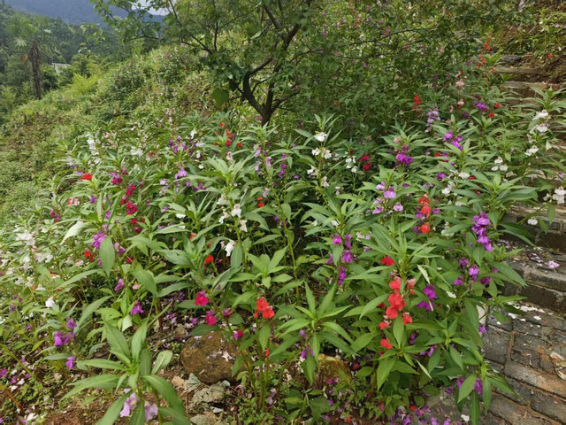 （图为林场内的花卉植物。受访者/图）