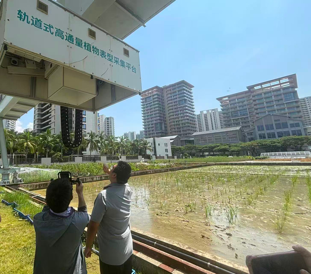 室外的轨道式高通量植物表型采集平台 摄影/安然然